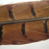 Перо фазана хвостове Pheasant Tail (Hends products)