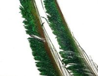Мечевидное перо павлина Peacock Swords (VF)