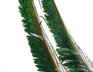 Мечевидне перо павича Peacock Swords (VF)