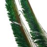 Мечевидное перо павлина Peacock Swords (FD)