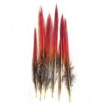 Перья Golden Pheasant "Red Tip" Sward (4Trouts) Красноверхие перья с хвоста золотого фазана