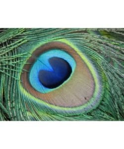 Перо Peackok Tail Feather Eyes (4Trouts) Глазок (верхушка) пера павлина