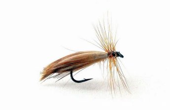 Brown Caddis